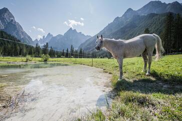Un cavallo si trova sulla riva di un lago di montagna