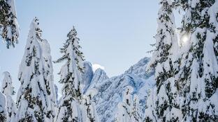 Snow-covered tree landscape