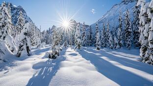 Paesaggio con alberi innevati