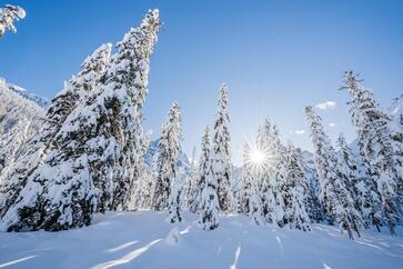 Paesaggio con alberi innevati