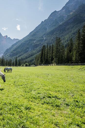 Due cavalli pascolano in un prato circondato da un paesaggio montano