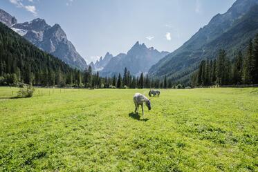 Two horses are grazing in a meadow surrounded by a mountain landscape