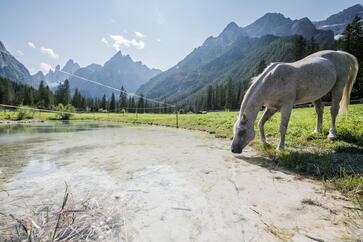 Un cavallo beve a un lago di montagna