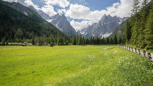 Flower meadow