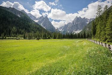 Flower meadow